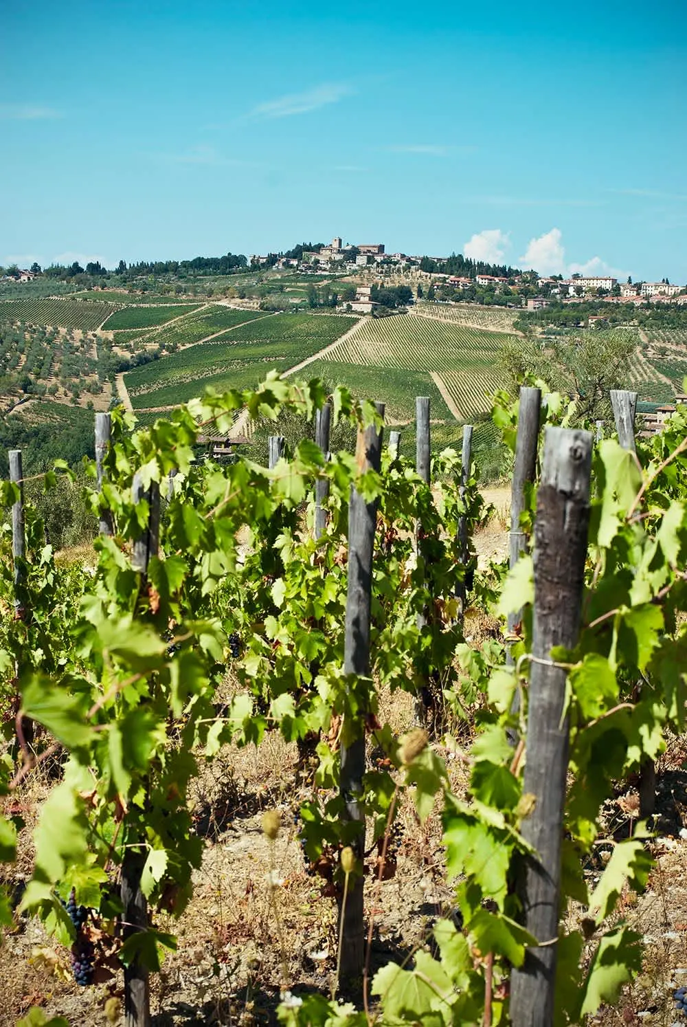 Vignobles Vignobles