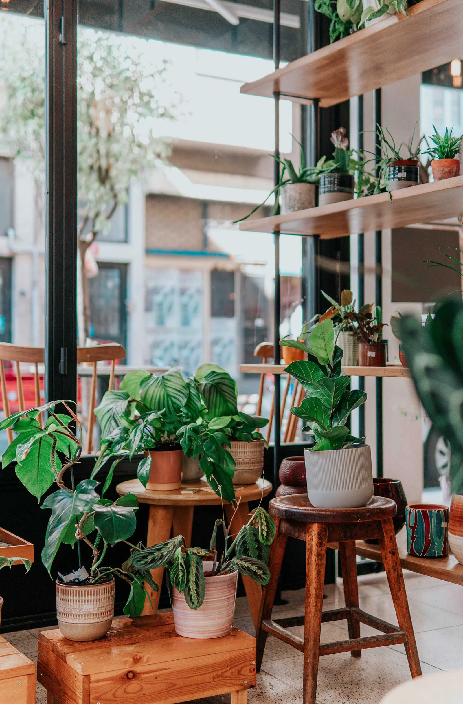 Une plante qui assainit l'air ou chat compatible ? Mettez en avant les qualités de votre produit Une plante qui assainit l'air ou chat compatible ? Mettez en avant les qualités de votre produit