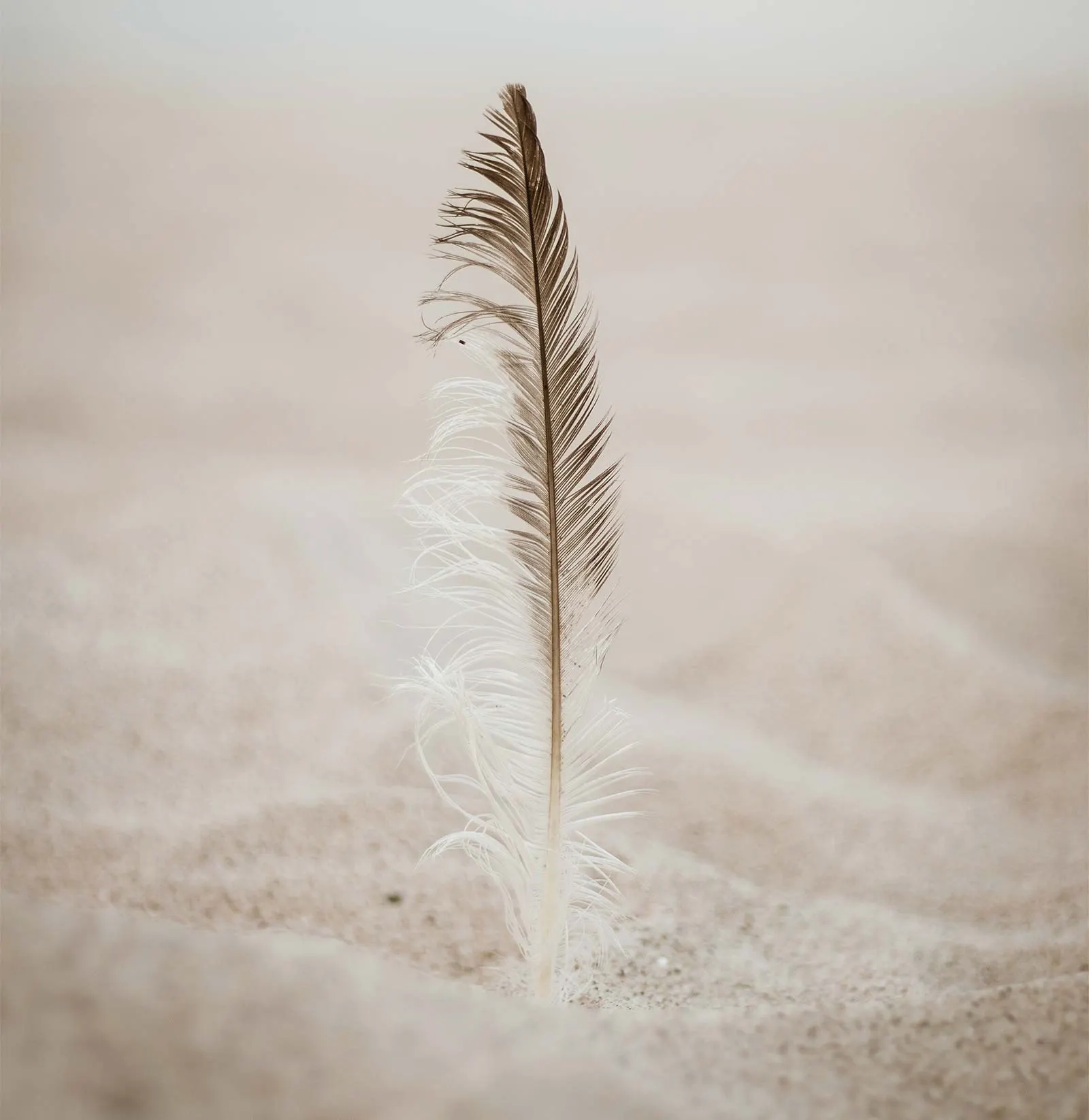 Aussi légère que la plume qu'elle présente, cette image n'est pour autant pas pixélisée